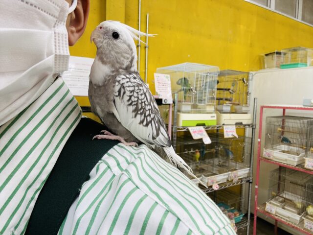 【☆最新画像更新☆】🤍🖤オカメインコ🖤🤍WFパールパイド オカメインコ