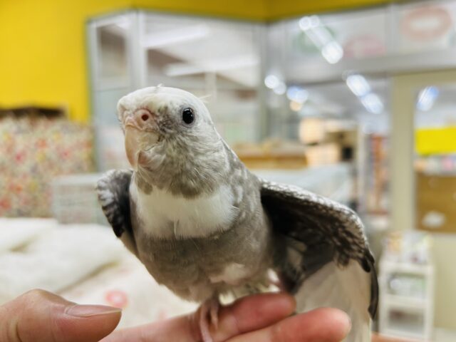 【☆最新画像更新☆】🤍🖤オカメインコ🖤🤍WFパールパイド オカメインコ