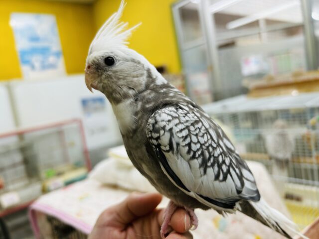 【☆最新画像更新☆】🤍🖤オカメインコ🖤🤍WFパールパイド オカメインコ