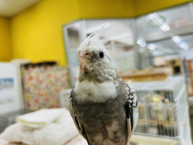 【☆最新画像更新☆】🤍🖤オカメインコ🖤🤍WFパールパイド オカメインコ