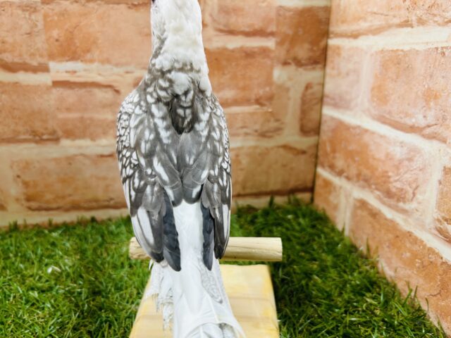 【☆最新画像更新☆】🤍🖤オカメインコ🖤🤍WFパールパイド オカメインコ