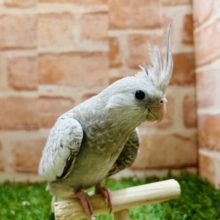 【☆最新画像更新☆】人気カラーのオカメちゃんがやってきましたよ〜⭐️  オカメインコ(ホワイトフェイスシナモンパール)