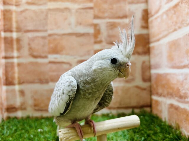 【☆最新画像更新☆】人気カラーのオカメちゃんがやってきましたよ〜⭐️ オカメインコ(ホワイトフェイスシナモンパール)