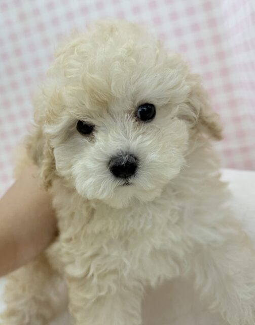 トイプードル