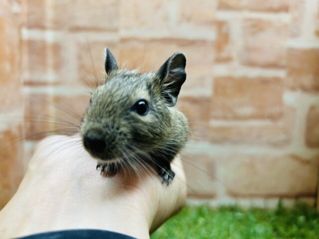 エネルギッシュデグーちゃん🔥🔥🔥🔥　（アグーチ）