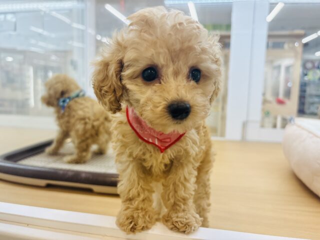 トイプードル