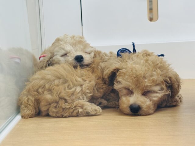 トイプードル