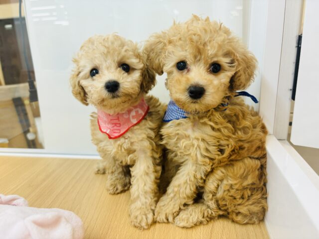トイプードル