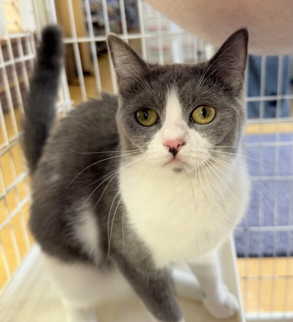 最新画像!お困り顔のマンチカンきたよ💖 マンチカン