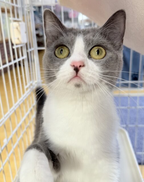 最新画像！お困り顔のマンチカンきたよ💖