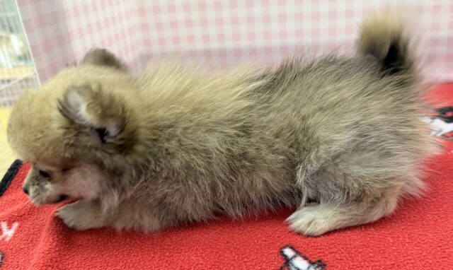 ポメチー（ポメチワ）