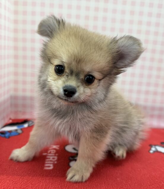 ポメチー（ポメチワ）