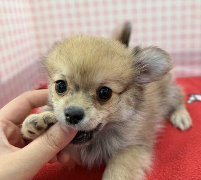 ポメチー（ポメチワ）