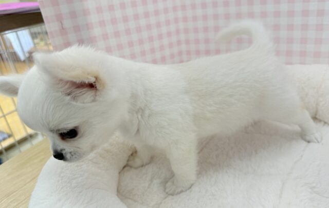 最新画像📷ムチムチホワイトエンジェル!チワワくん! チワワ