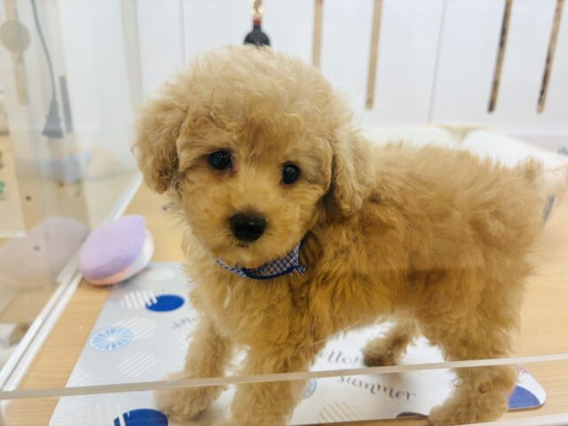 トイプードル