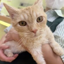 最近画像！抱っこも大好き！甘えん坊のラムキンくん！