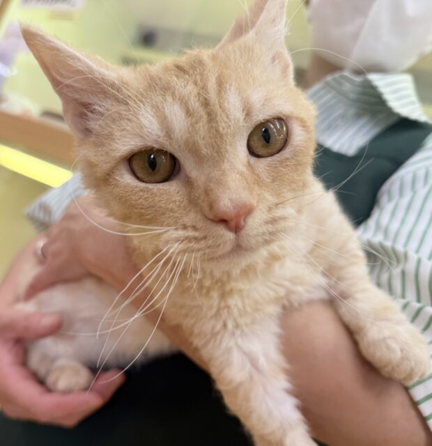 最近画像！抱っこも大好き！甘えん坊のラムキンくん！