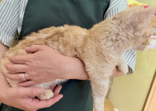 最近画像!抱っこも大好き!甘えん坊のラムキンくん! ラムキン