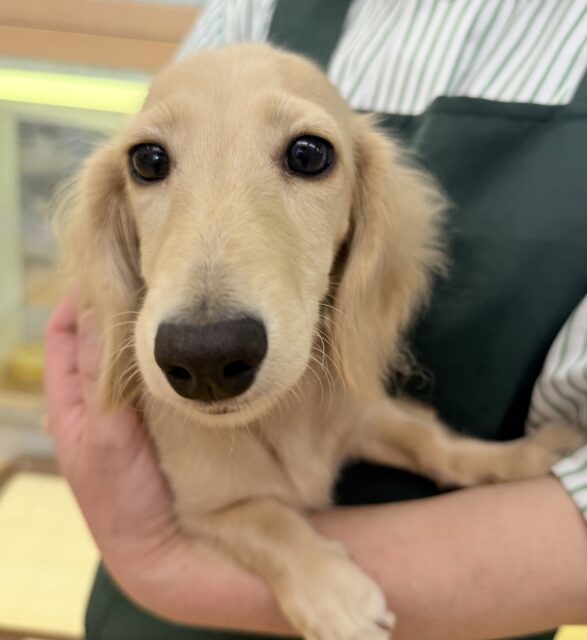 ミニチュアダックス