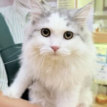 もふもふが堪らない！(๑>◡<๑)サイベリアンくん！