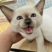 ちょーー甘えん坊さんのトンキニーズくん！