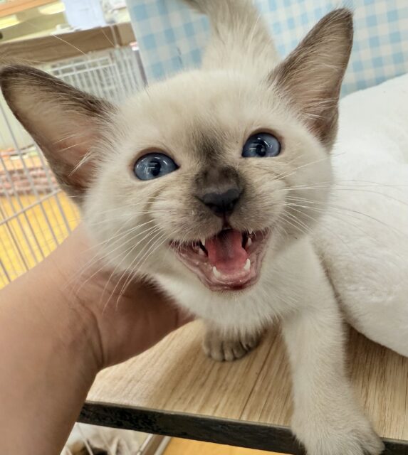 ちょーー甘えん坊さんのトンキニーズくん！