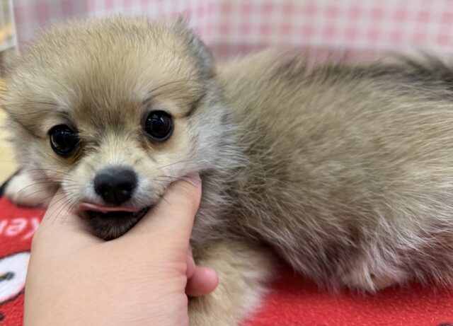 ポメチー（ポメチワ）