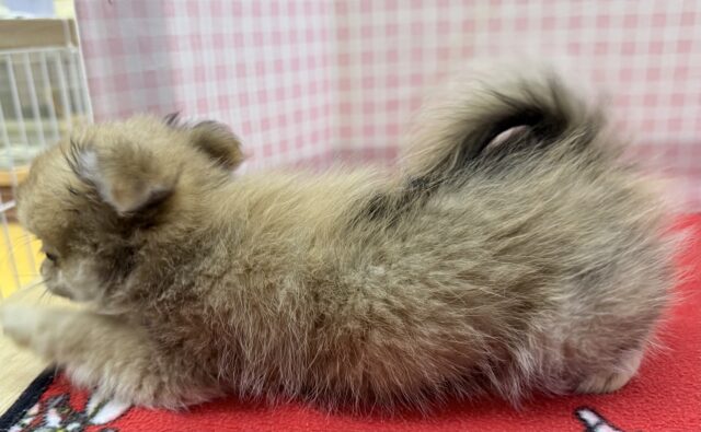 ポメチー（ポメチワ）