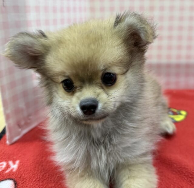 ポメチー（ポメチワ）