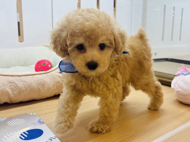 トイプードル