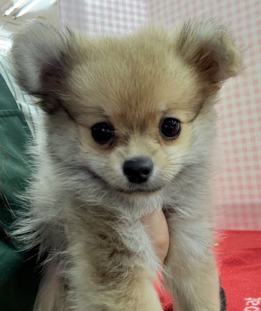 ポメチー（ポメチワ）