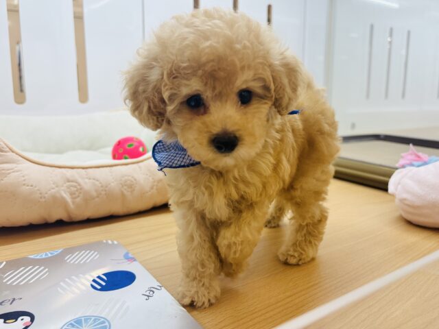 トイプードル