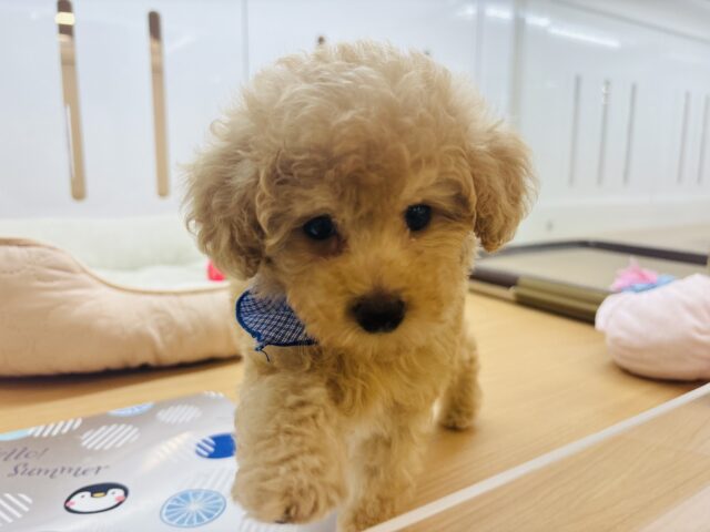 トイプードル