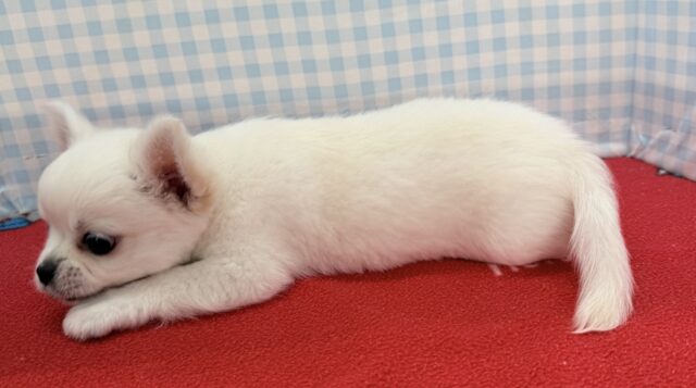 最新画像📷ムチムチホワイトエンジェル!チワワくん! チワワ