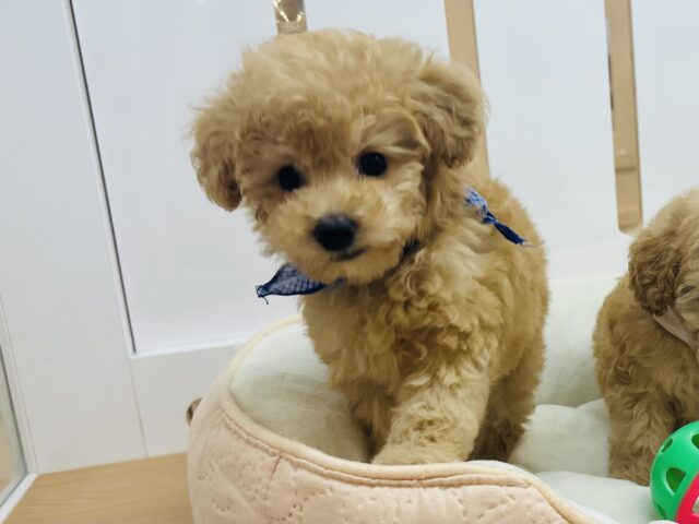 トイプードル