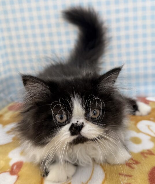 フォールデックス