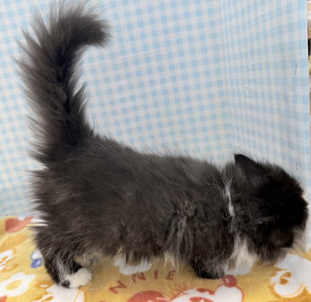 フォールデックス