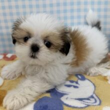 最新画像！お人形じゃないの？！シーズーちゃん