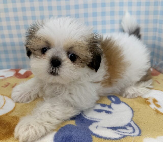 最新画像！お人形じゃないの？！シーズーちゃん