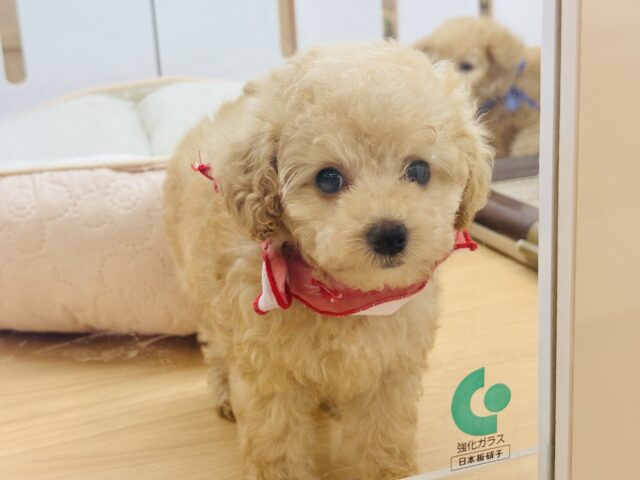 トイプードル