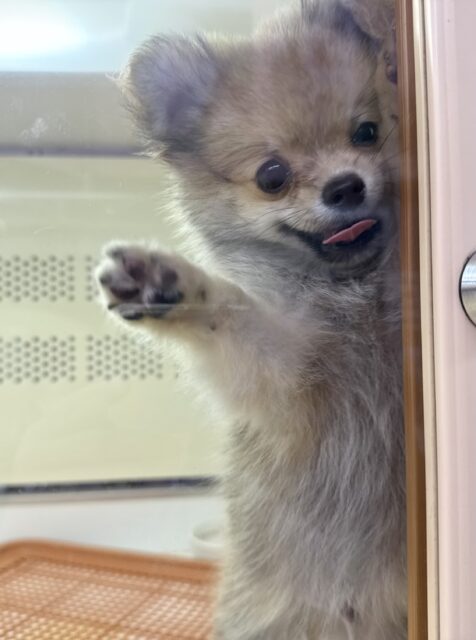 ポメチー（ポメチワ）