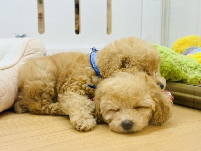 トイプードル