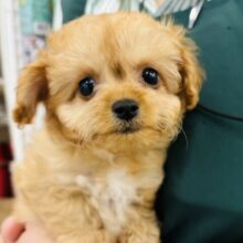 目が合うだけで嬉しくてつい笑みが…♥ミックス犬(チワワ×トイプードル)