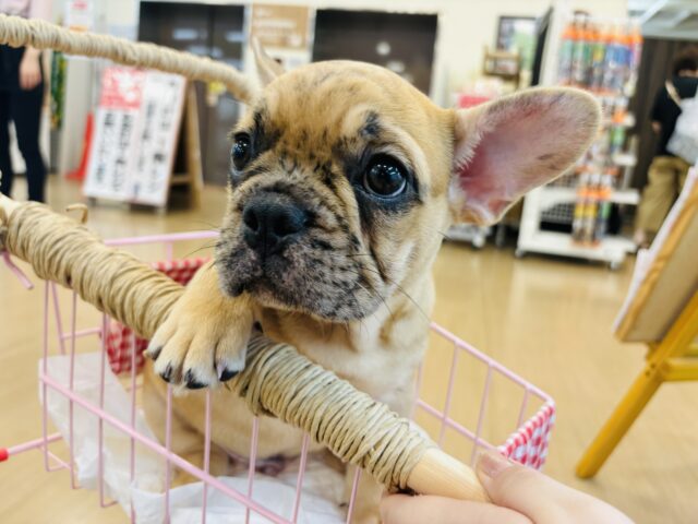 フレンチブルドッグ