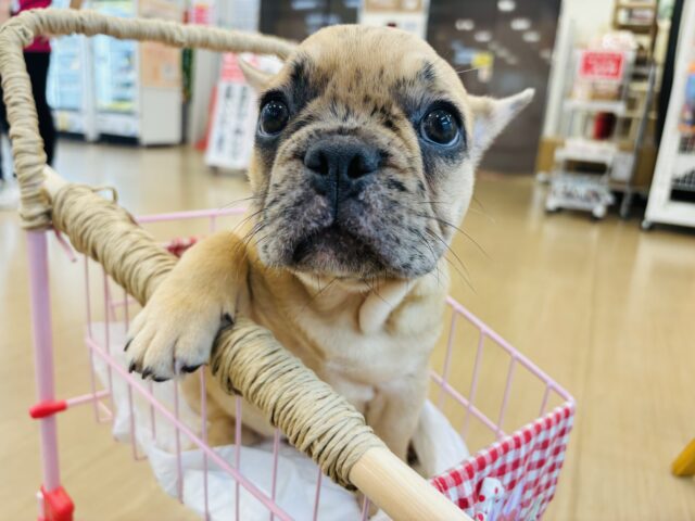 フレンチブルドッグ