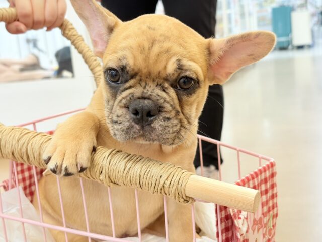 フレンチブルドッグ