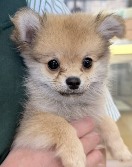 ポメチー（ポメチワ）