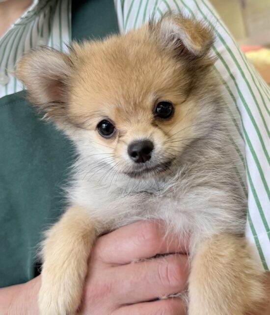 ポメチー（ポメチワ）