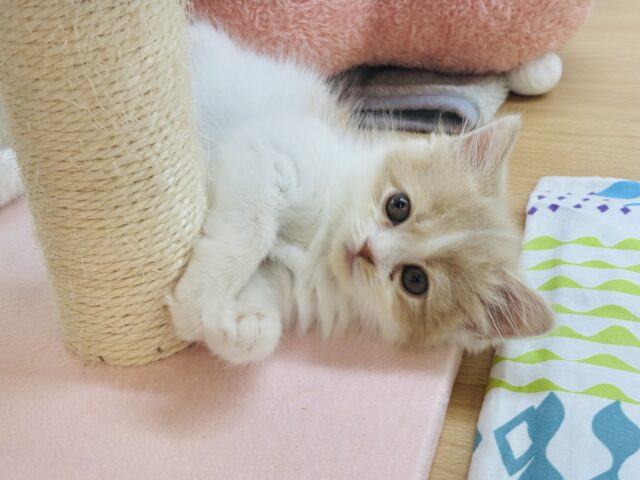 かまってほしくてコロ〜ン！？サイベリアンくん！