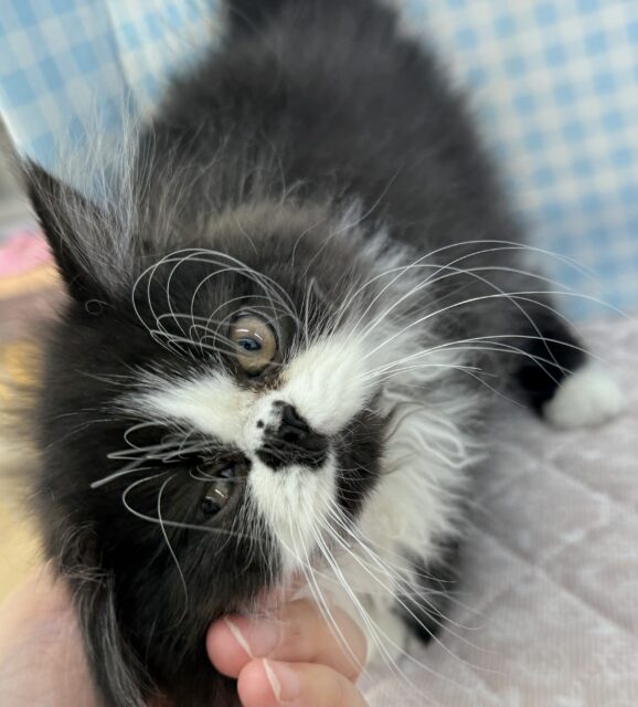 フォールデックス